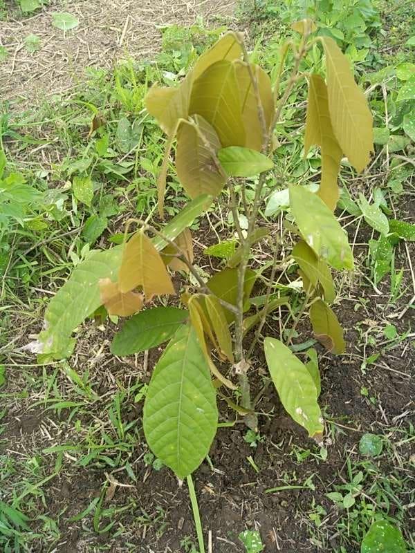 tree image