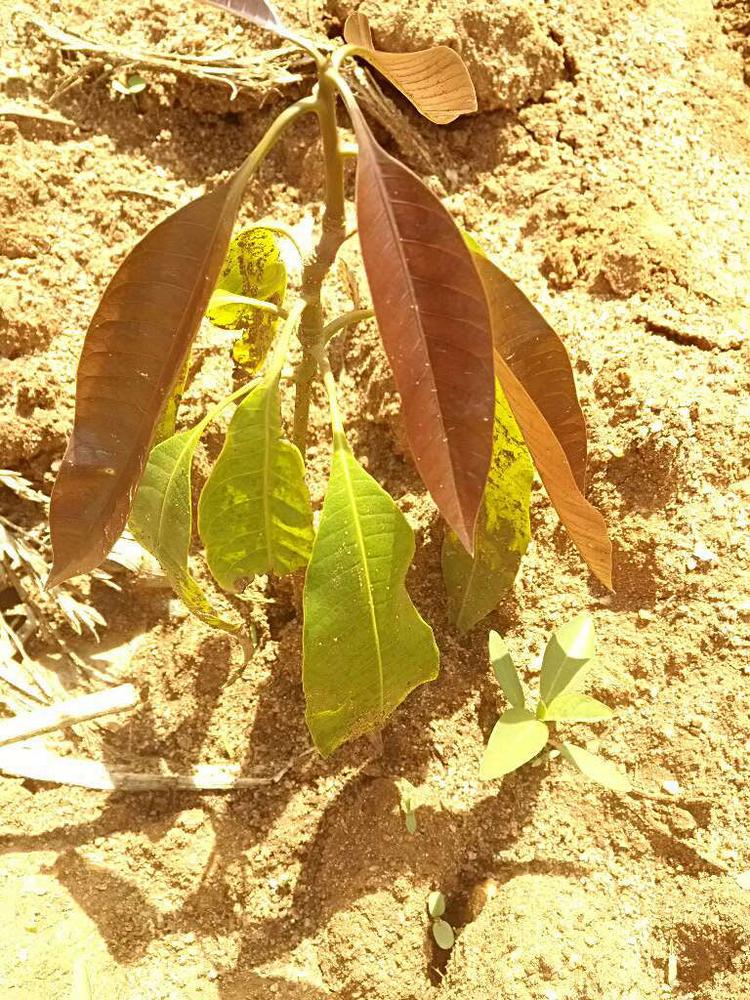 tree image