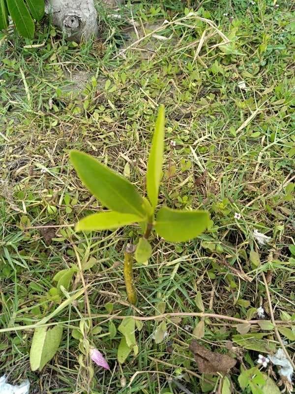tree image