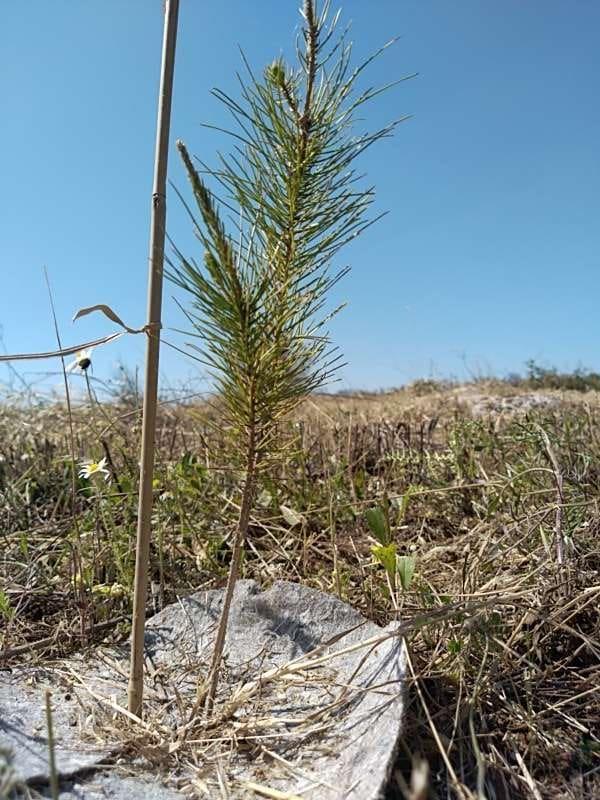 tree image