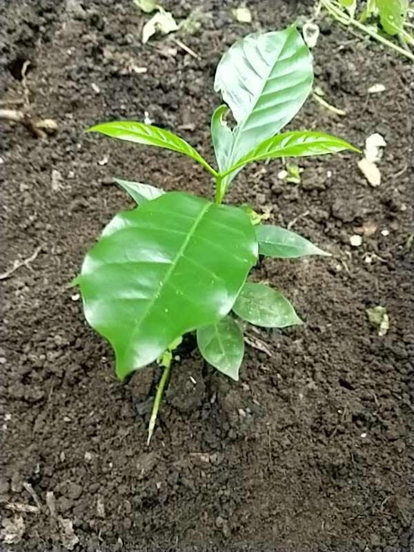 tree image
