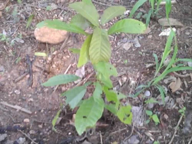 tree image