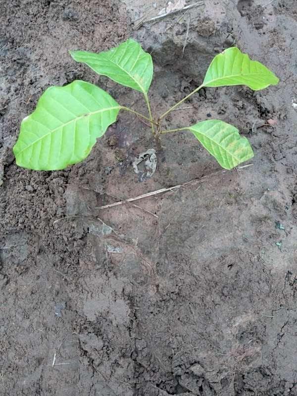 tree image