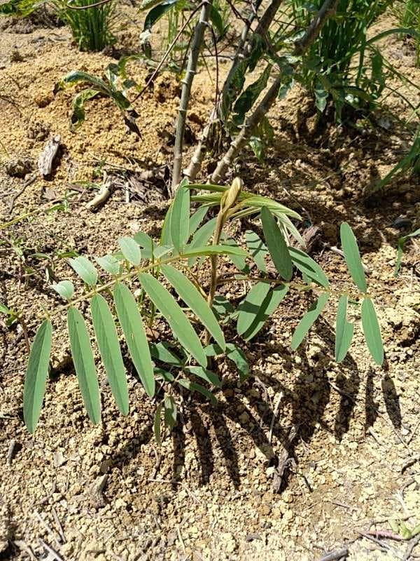 tree image