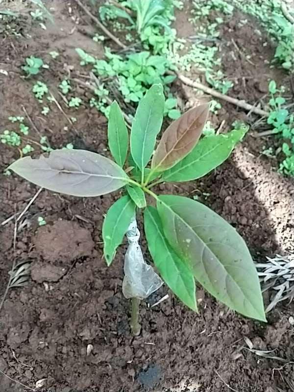 tree image