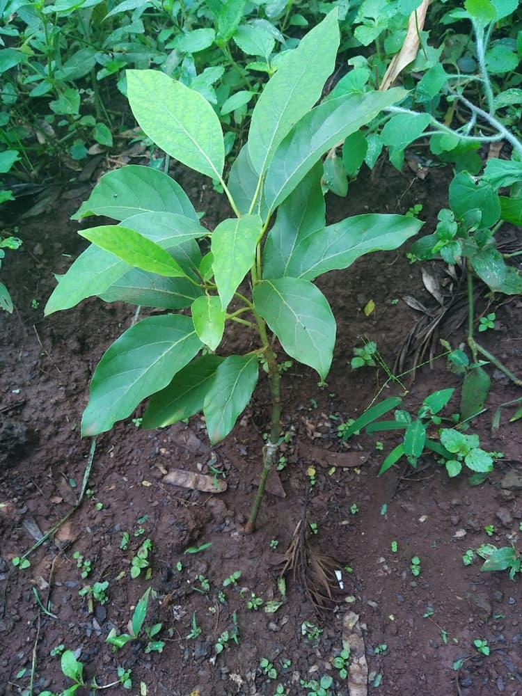 tree image