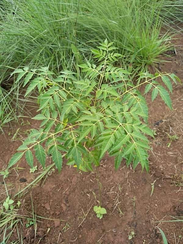 tree image