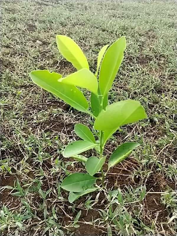 tree image