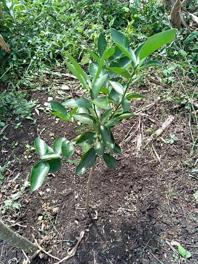 tree image