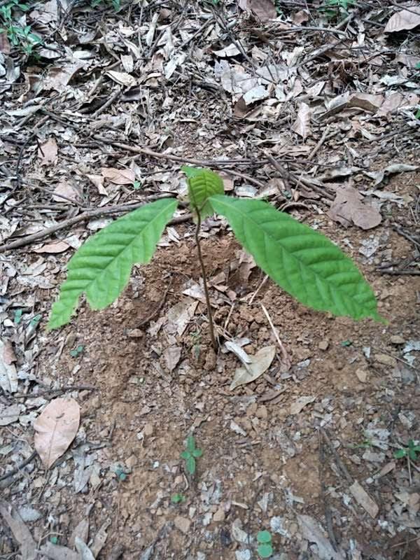 tree image