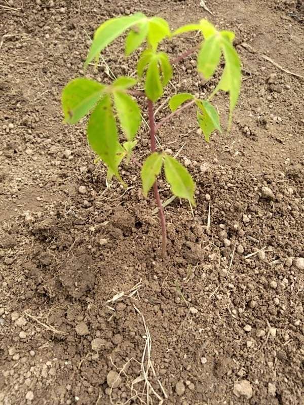 tree image