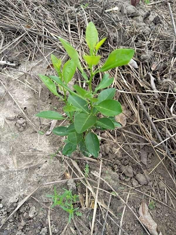 tree image