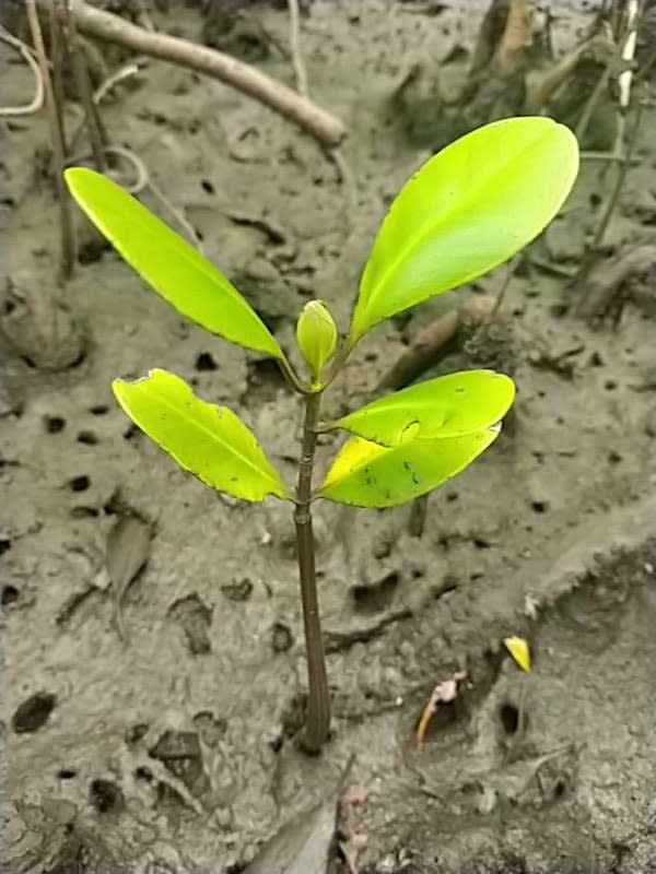 tree image