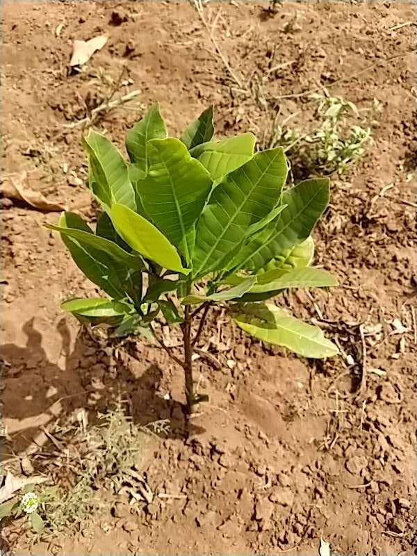 tree image