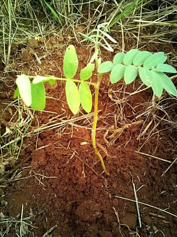 tree image