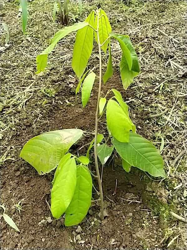 tree image