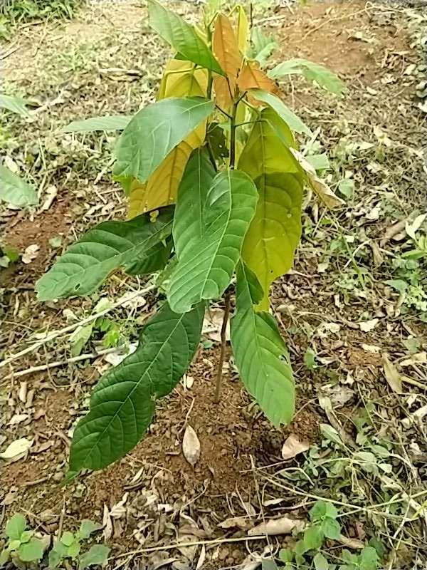 tree image