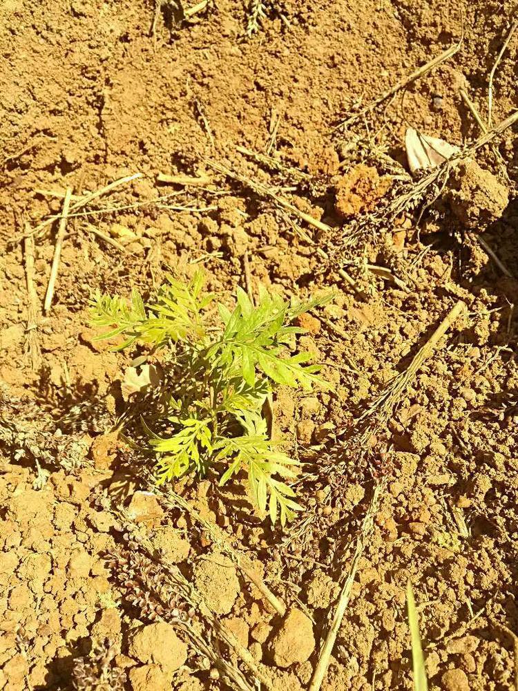 tree image