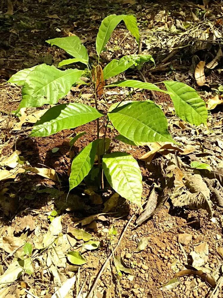 tree image