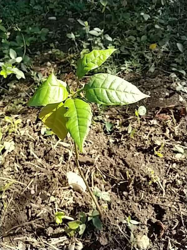 tree image