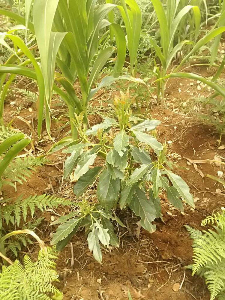 tree image