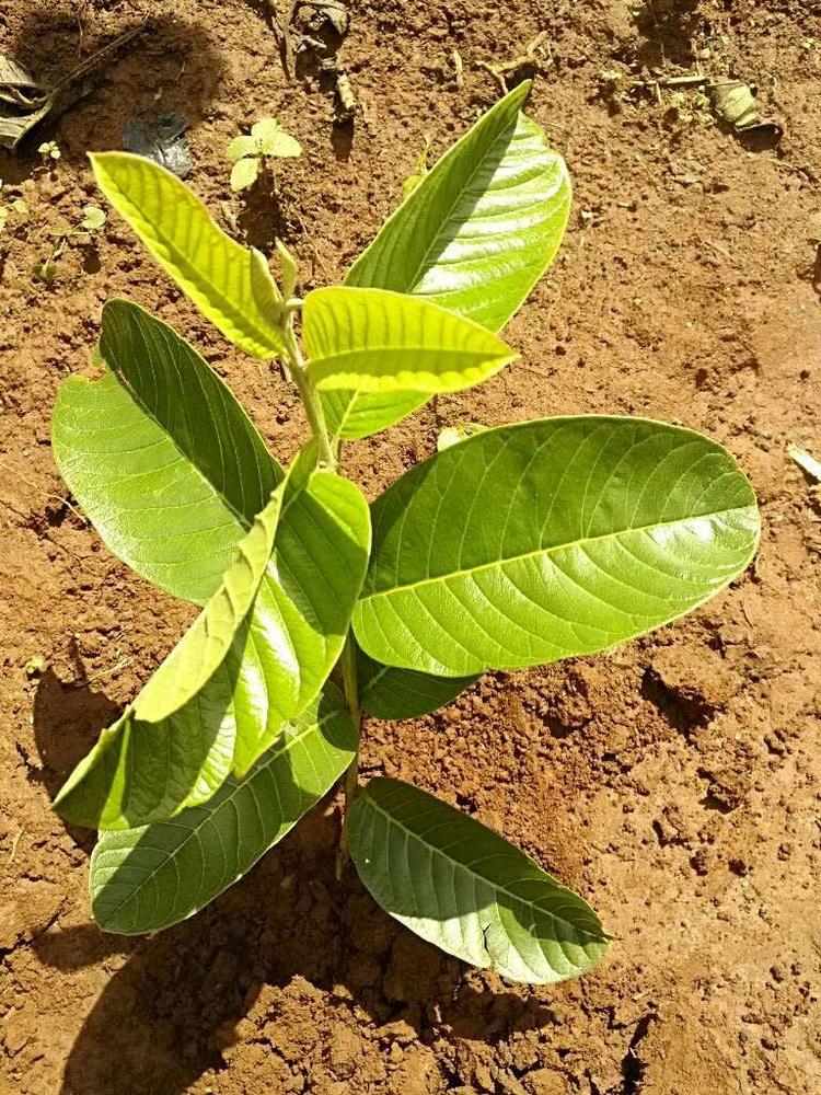 tree image