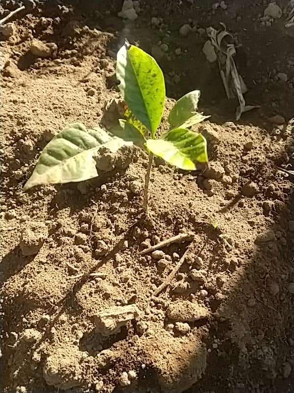 tree image