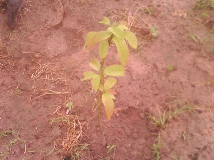 tree image
