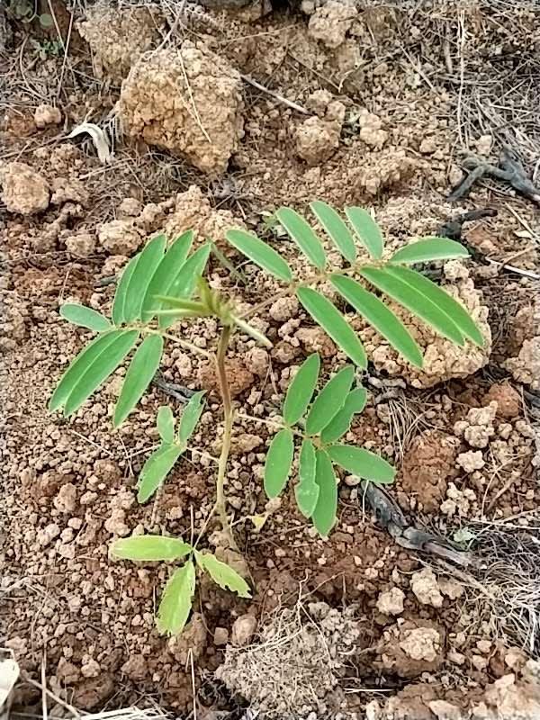 tree image