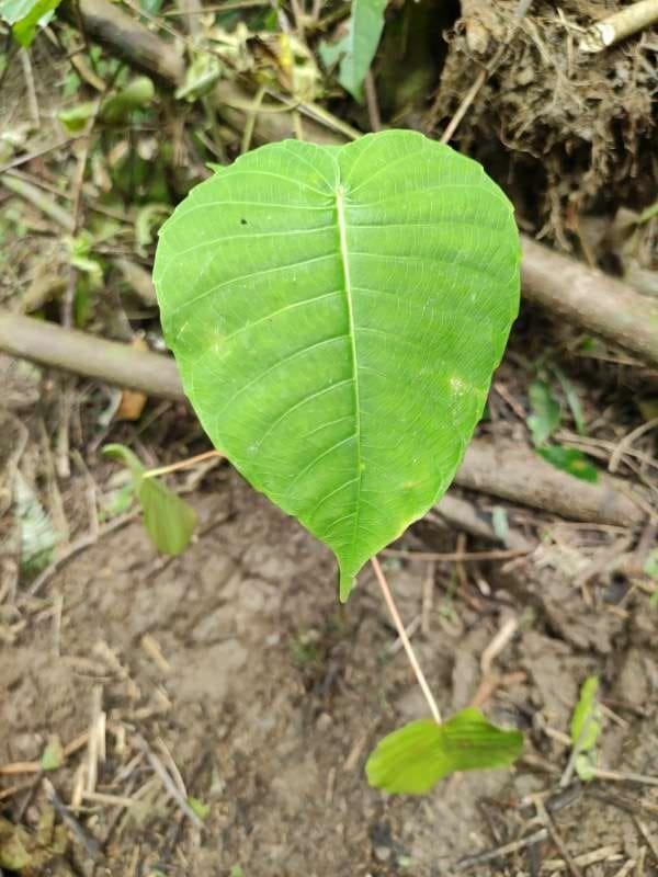 tree image