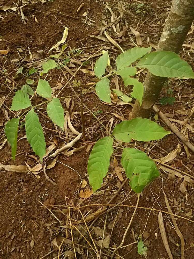 tree image