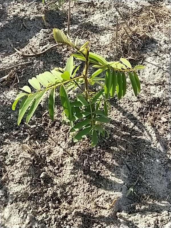 tree image
