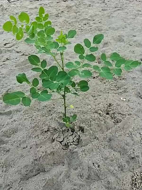 tree image
