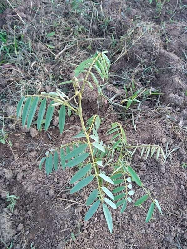 tree image