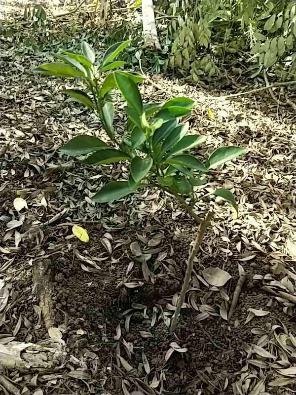 tree image