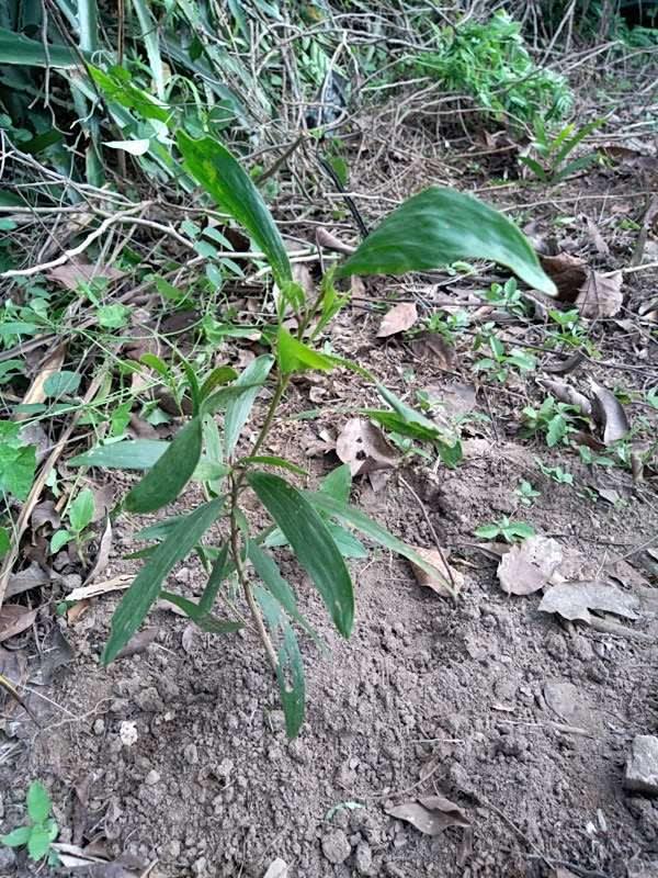 tree image