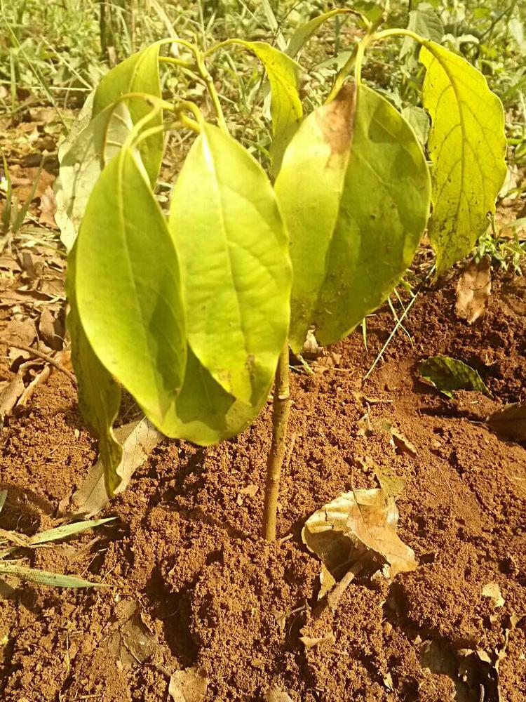 tree image