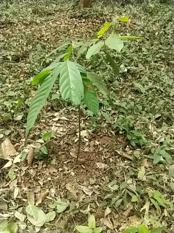 tree image