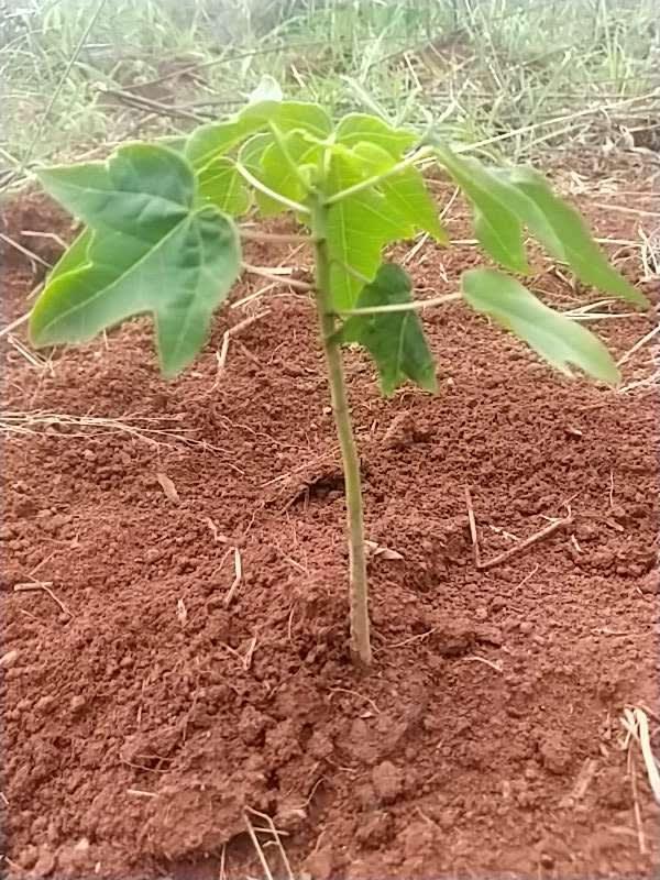 tree image