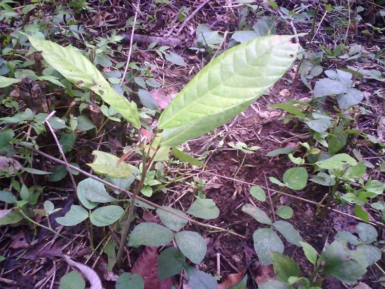 tree image