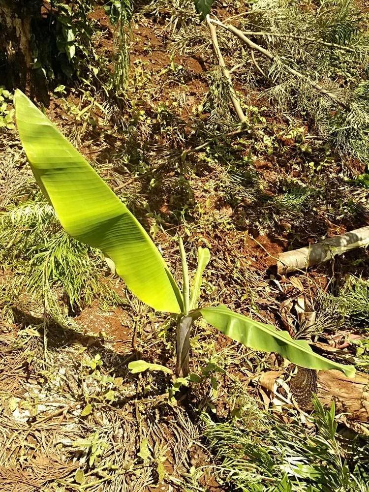 tree image