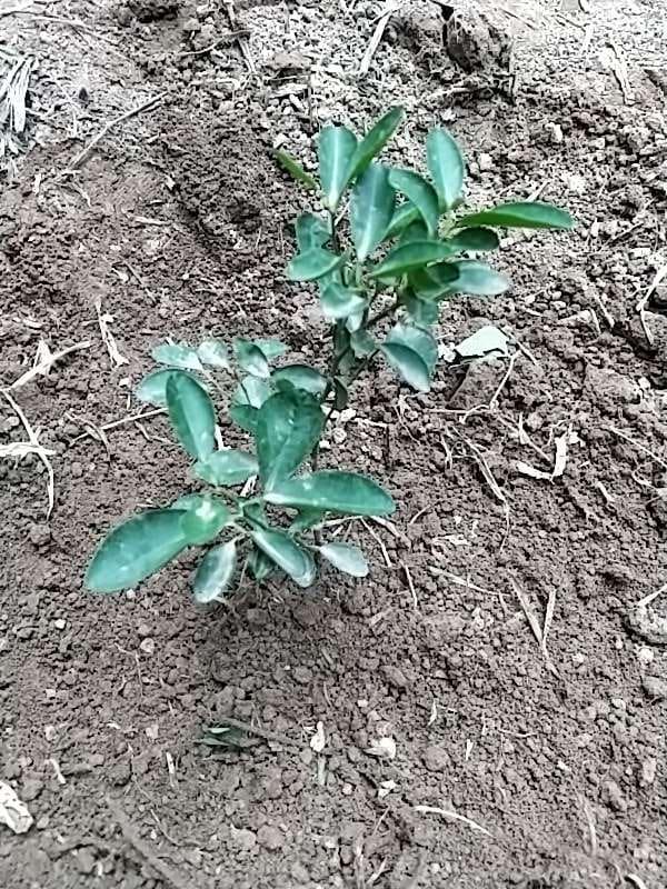 tree image