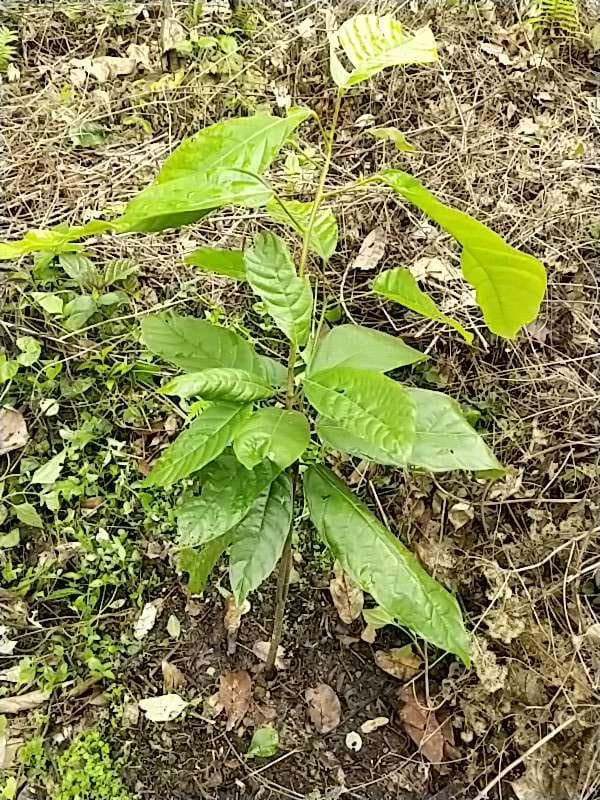 tree image
