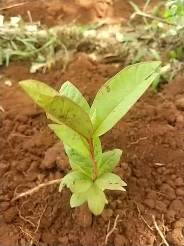tree image