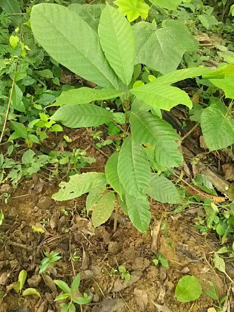 tree image