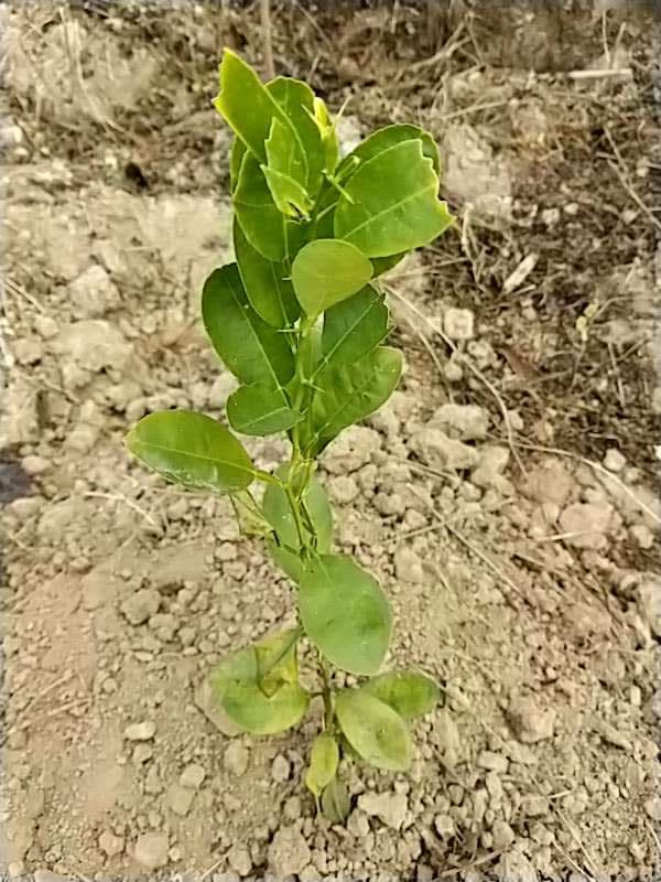 tree image