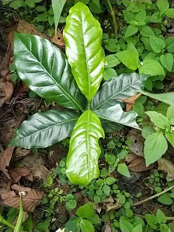 tree image