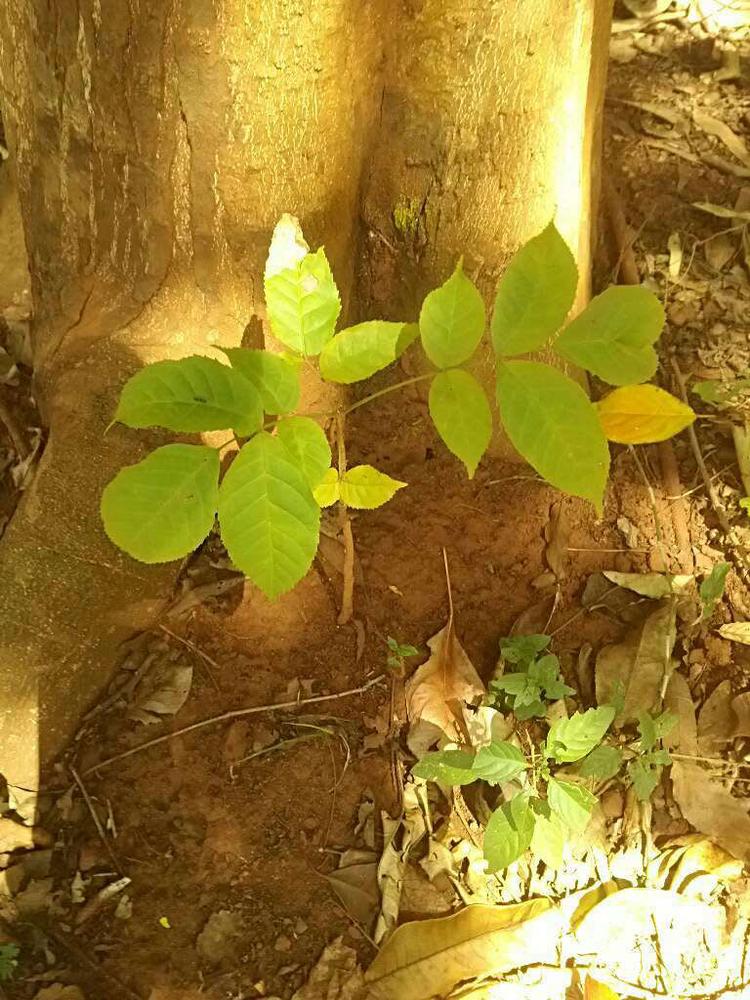 tree image