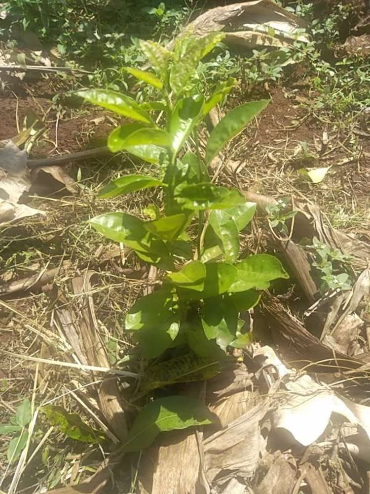 tree image