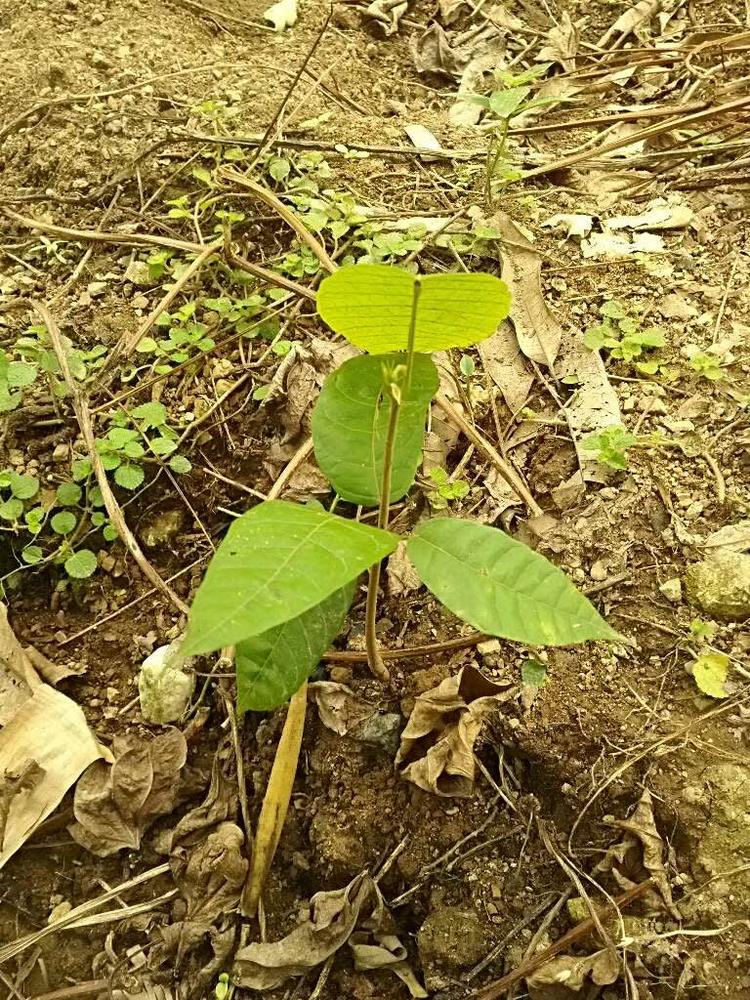 tree image